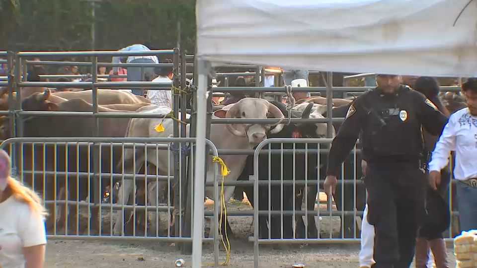 Bronx rodeo where rider was injured by bull had no permit: Health Department