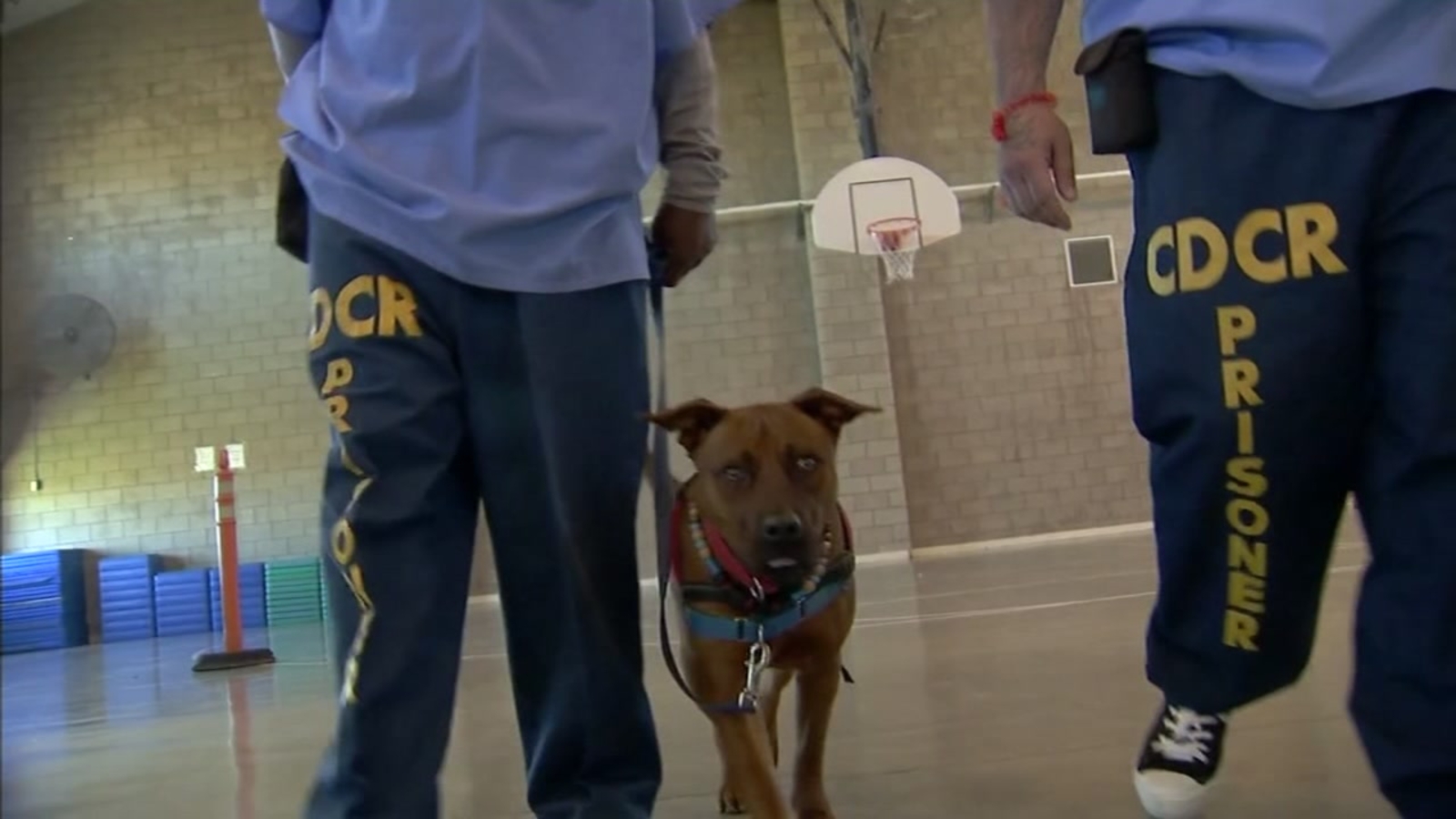 North Valley prison program giving pups and prisoners a chance to help