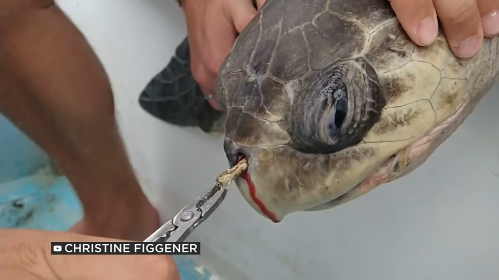 Sea turtle with plastic straw lodged in its nostril, the viral conservation image behind anti-straw culture