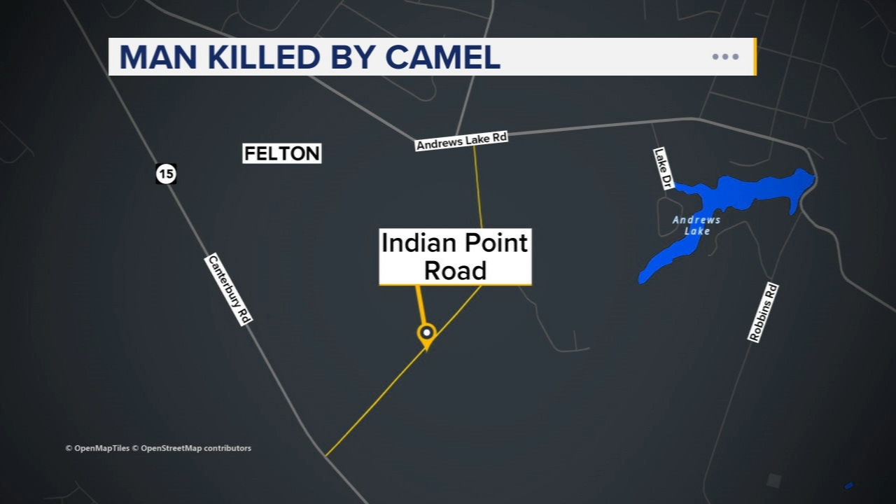 65-year-old man killed after camel falls on him, police say