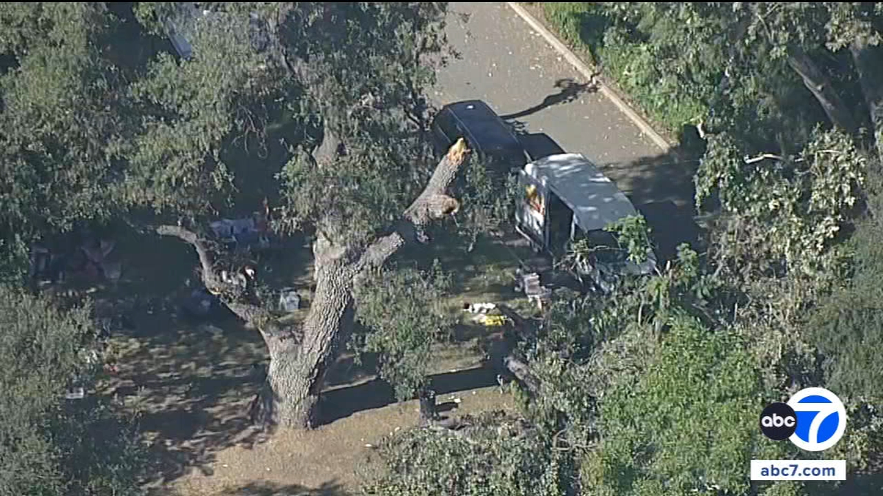 $19.3-million after boy killed by falling tree branch in Calabasas