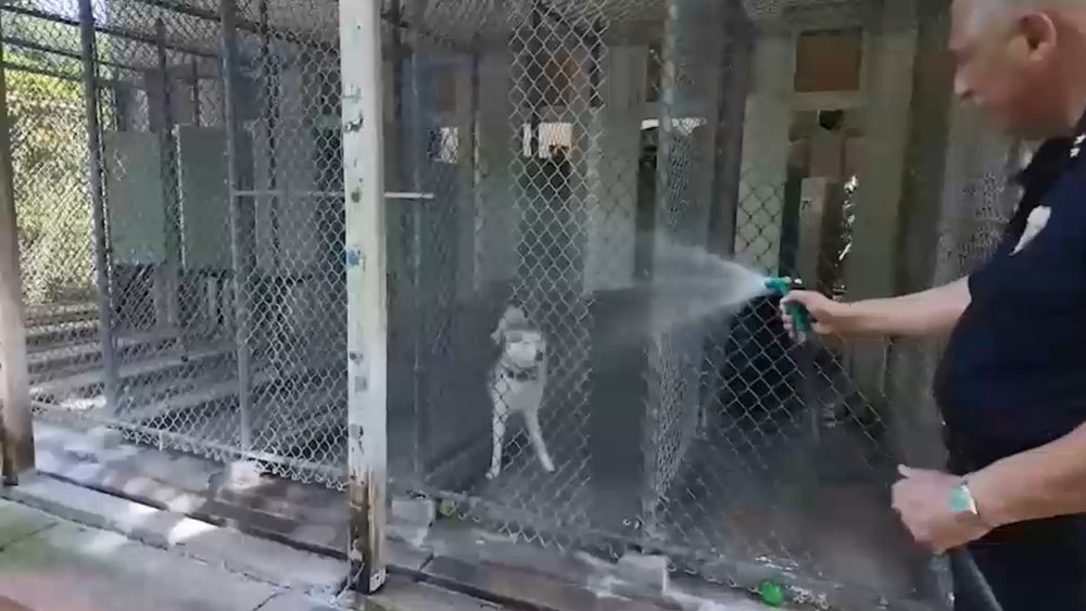 Heat safety tips for pets