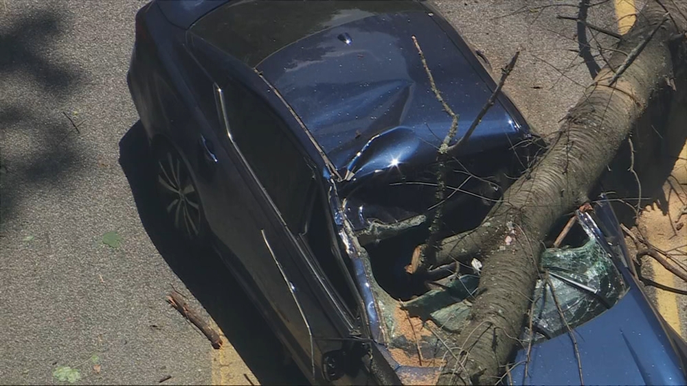 Chopper 6 over tree that has fallen on car in Lower Merion Twp.