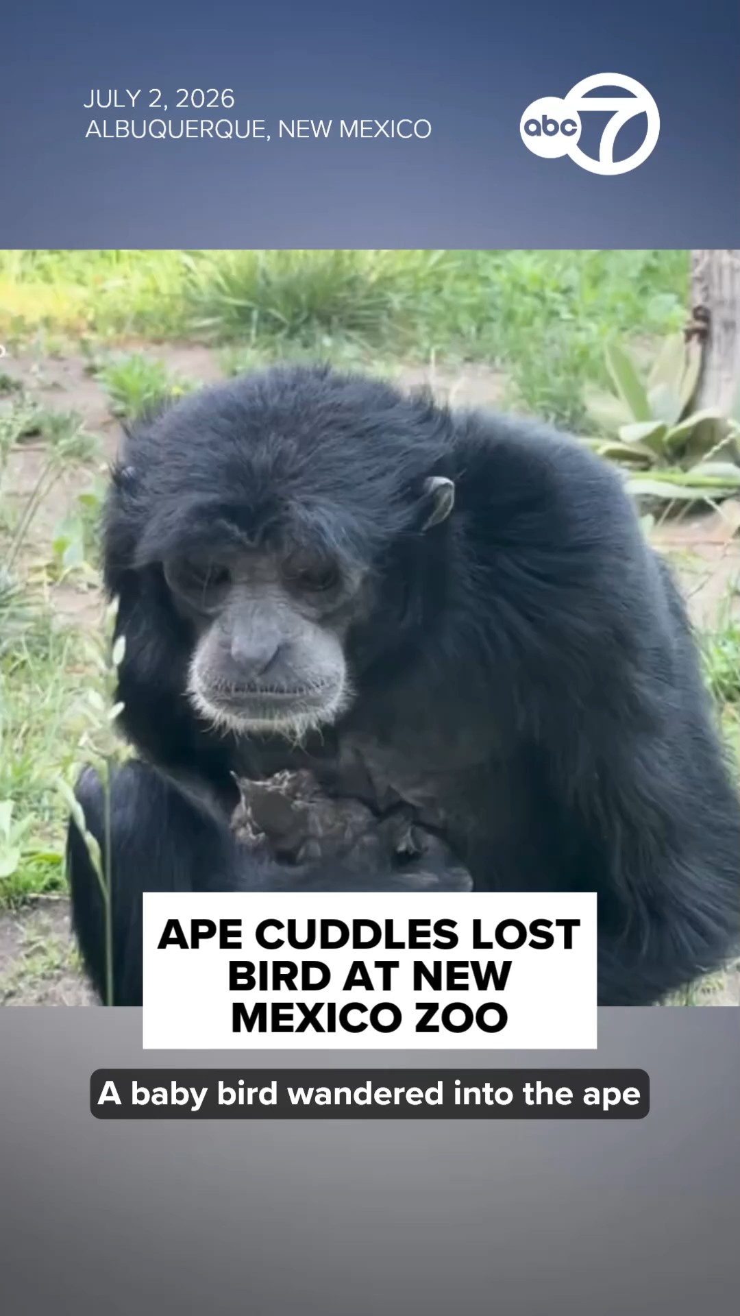 Ape cuddles lost bird are New Mexico zoo