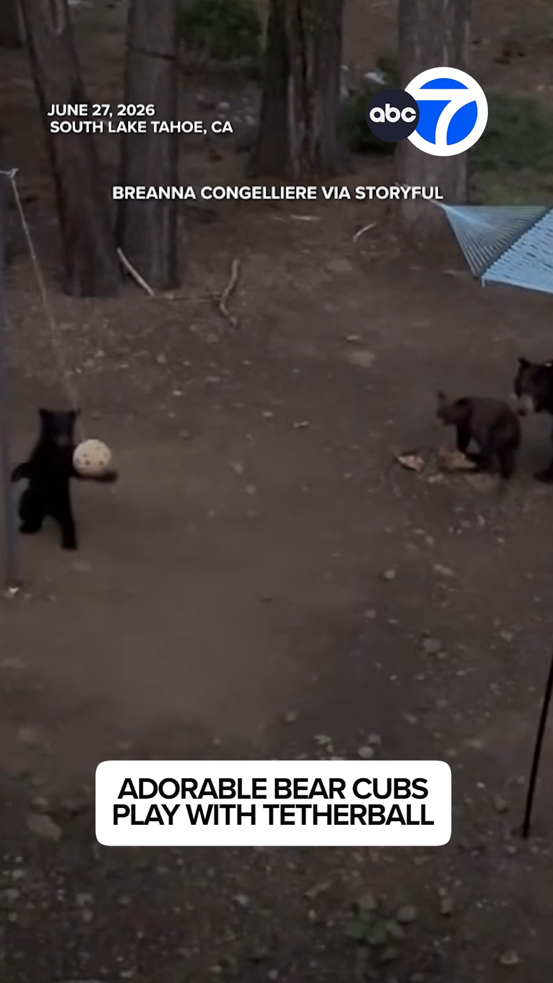 Adorable bear cubs play with tetherball