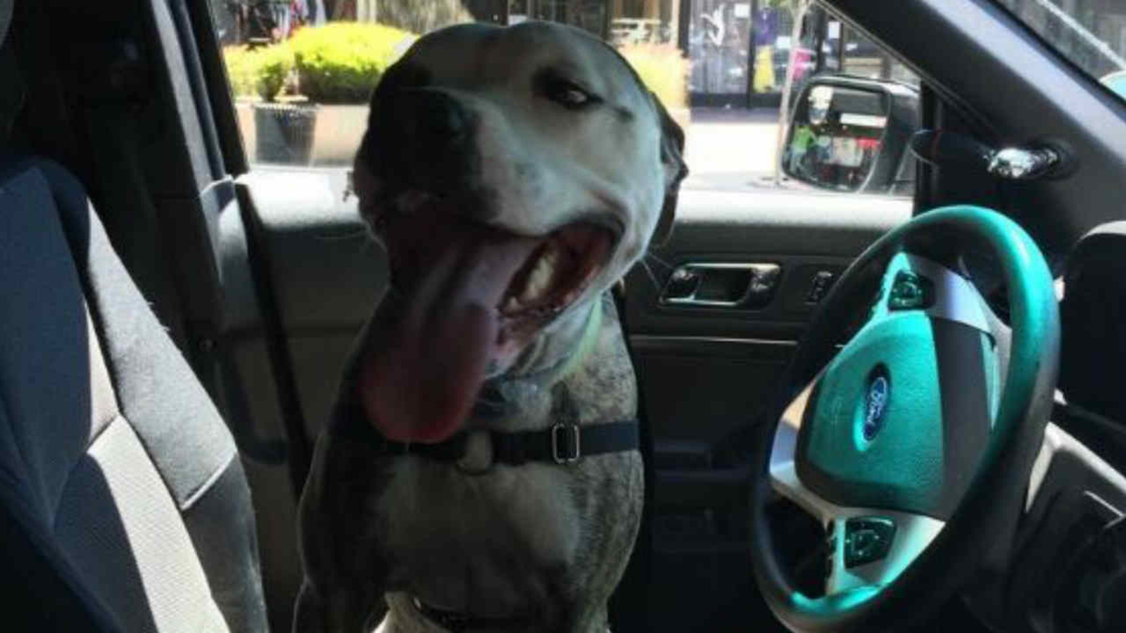 San Rafael police officers rescue dog from car with interior ...