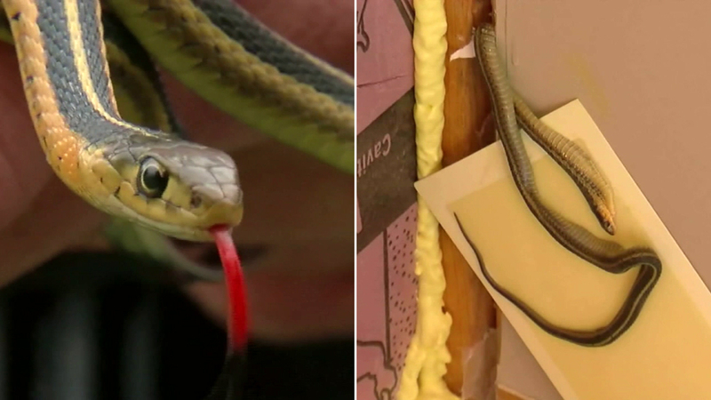 House of snakes: Single mom unknowingly moves into snake-infested home