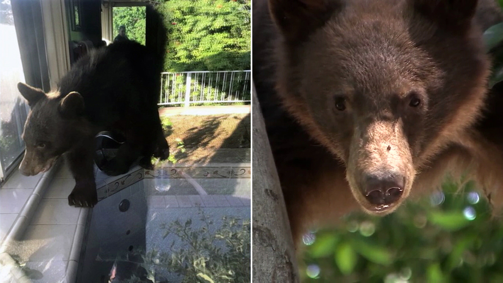 Young bear spotted in Monrovia neighborhood twice in two days