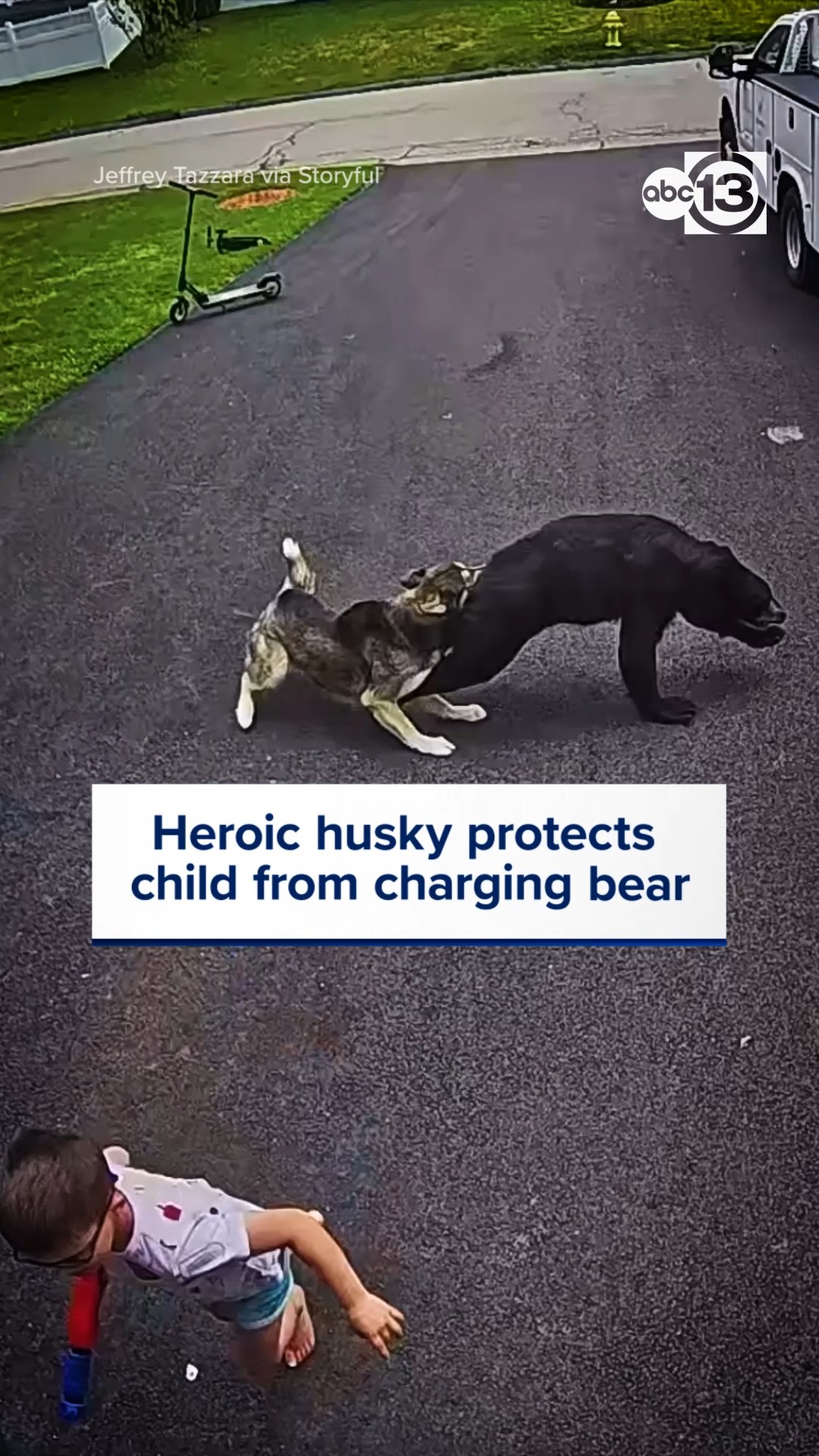 Heroic husky protects child from charging bear