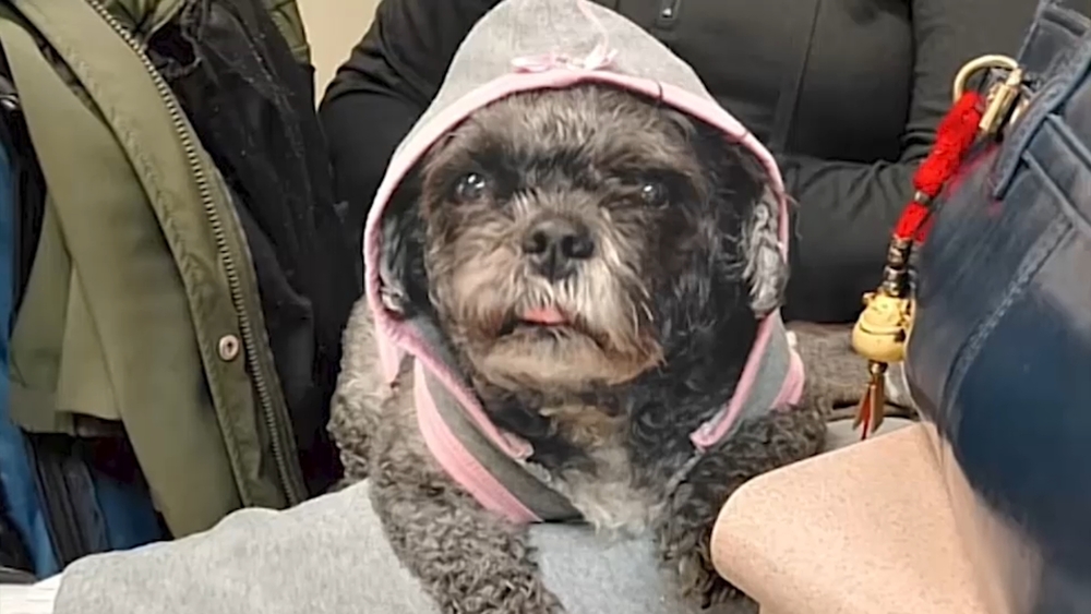 Family desperate to find stolen dog in Harlem subway station