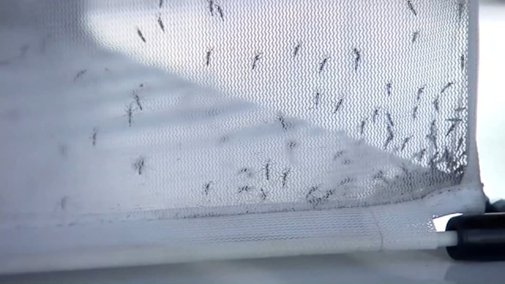 Mosquito tested positive for West Nile virus in Merced County