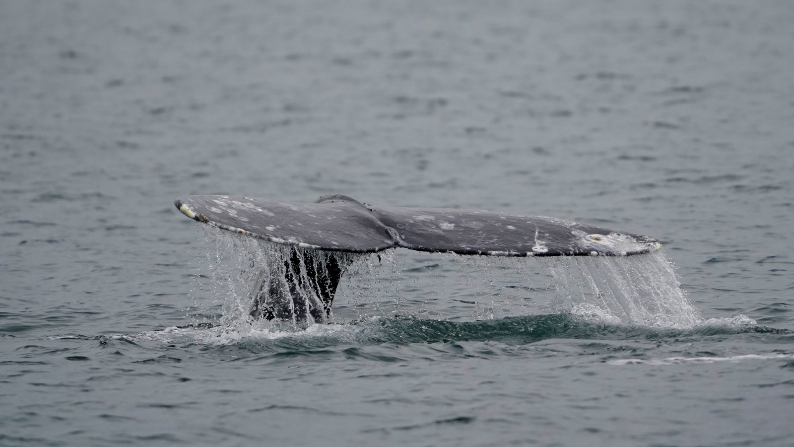 Experts warn 2026 could be one of the deadliest years on record for whales on the West Coast Experts warn 2026 could be one of the deadliest years on record for whales on the West Coast