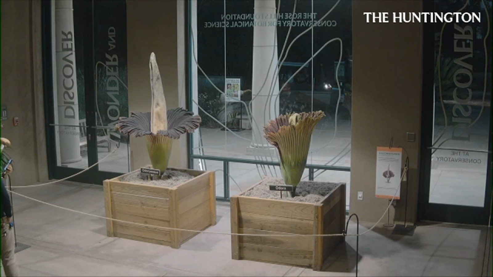 2 corpse flowers bloom within hours of each other at The Huntington Library and Gardens in San Marino 2 corpse flowers bloom within hours of each other at The Huntington Library and Gardens in San Marino