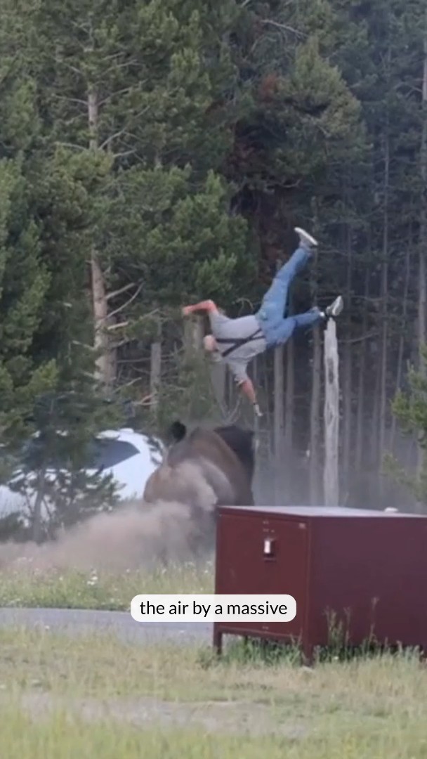 Bison attacks tourist at Yellowstone National Park