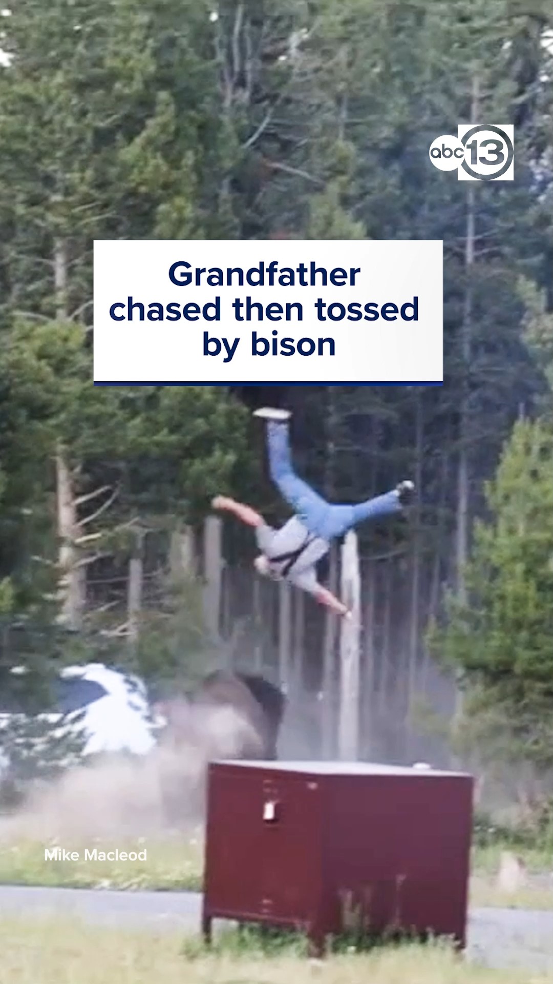 Grandpa chased and tossed by bison at Yellowstone National Park.