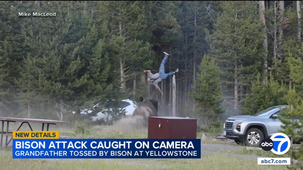 Bison attacks tourist at Yellowstone Park