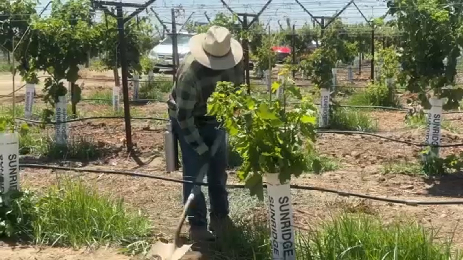 Image for Central Valley farmworkers adjust to triple-digit heat with early starts, extra breaks
