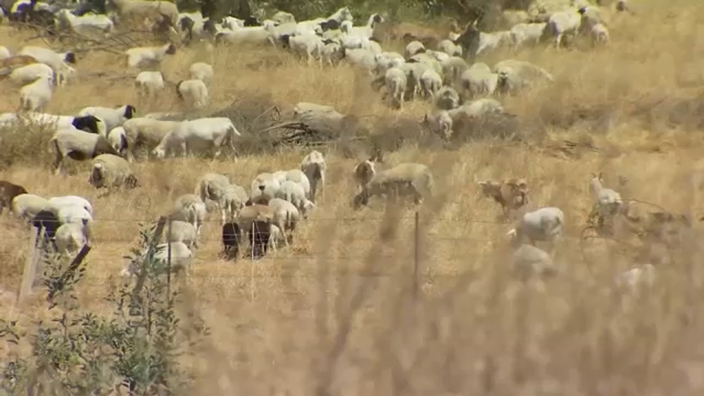 400+ goats, sheep being used to prevent the spread of wildfires, invasive species near Woodward Park