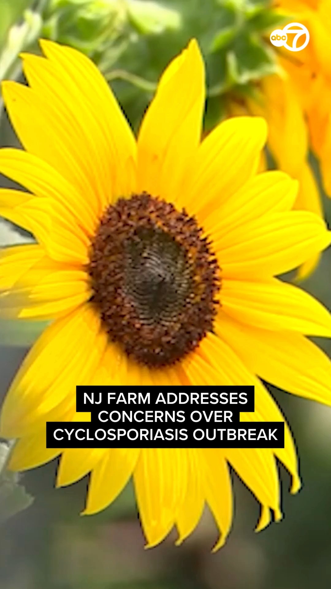 Newark farm addresses concerns over cyclosporiasis outbreak