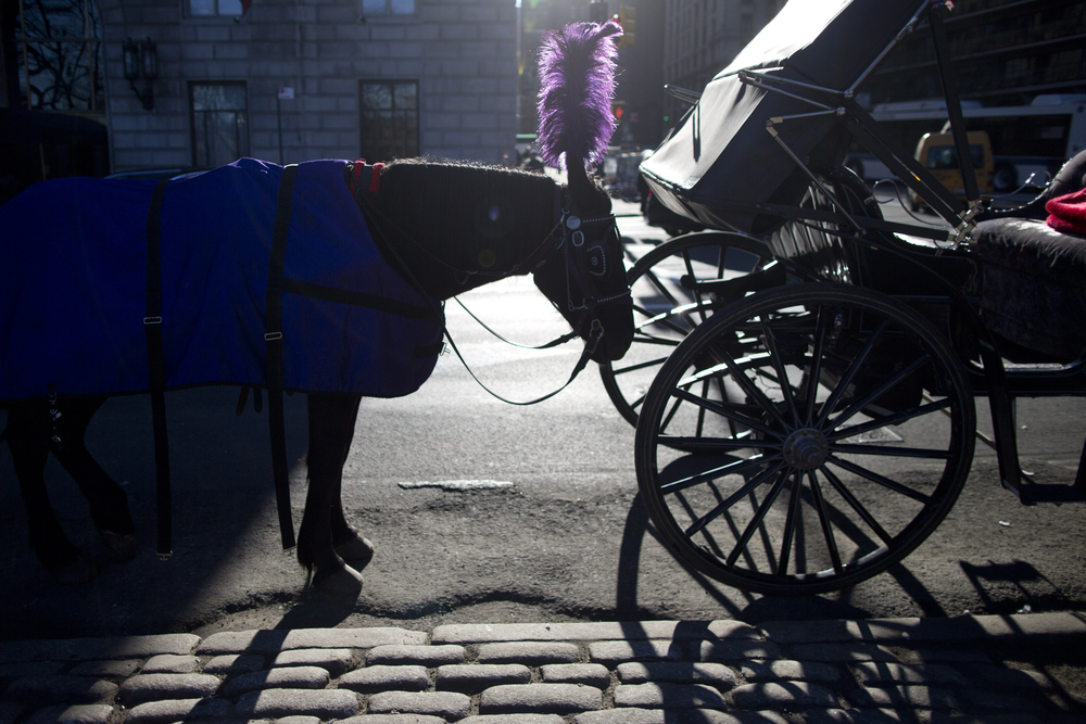 NYC horse-drawn carriage ban faces pivotal City Council hearing