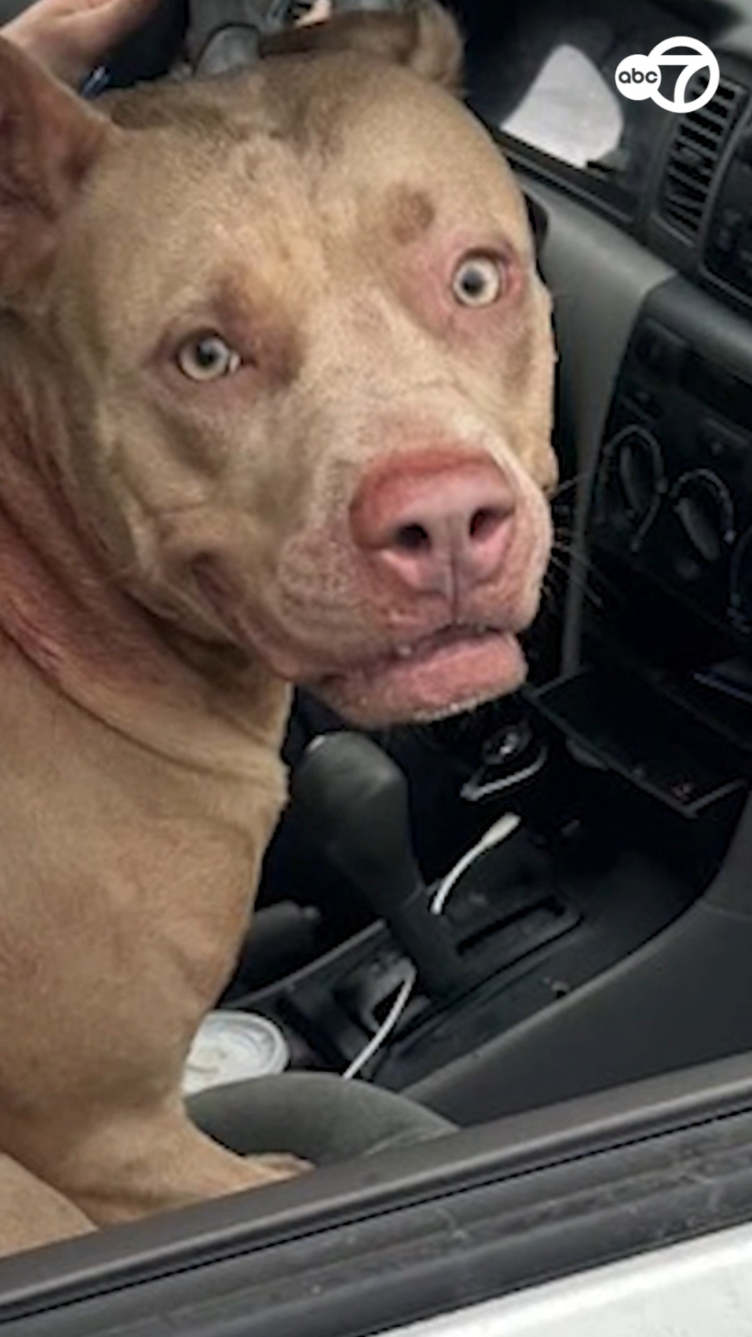 Brooklyn woman watches pit bulls maul her dog to death