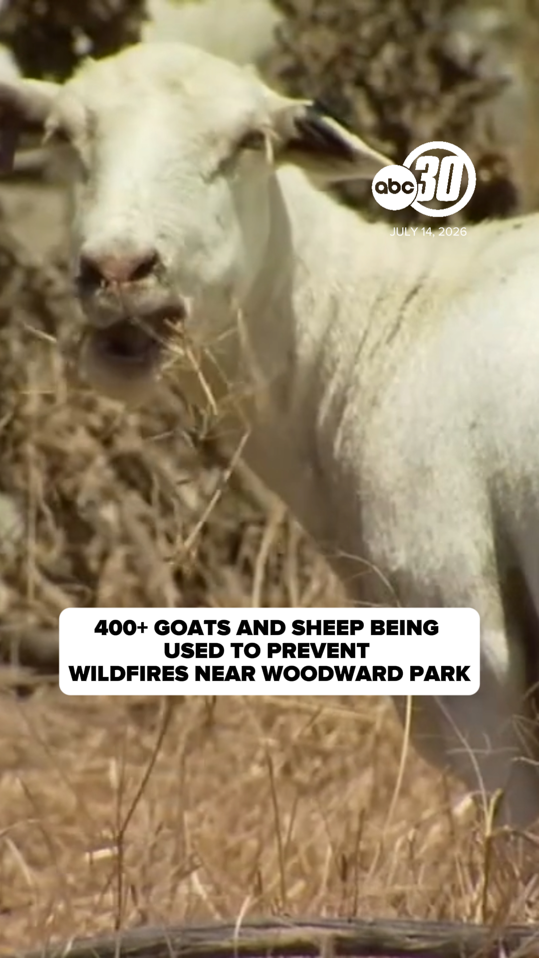 400+ goats, sheep being used to prevent wildfires near Woodward Park