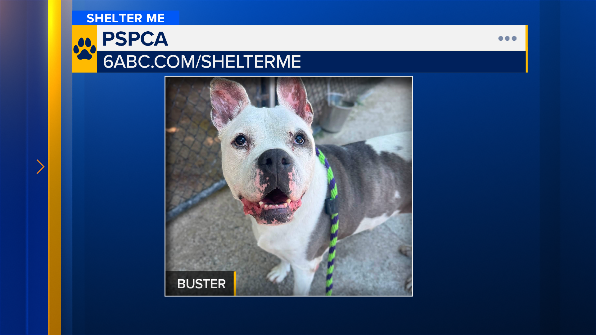 Shelter Me: Meet Buster from the PSPCA.