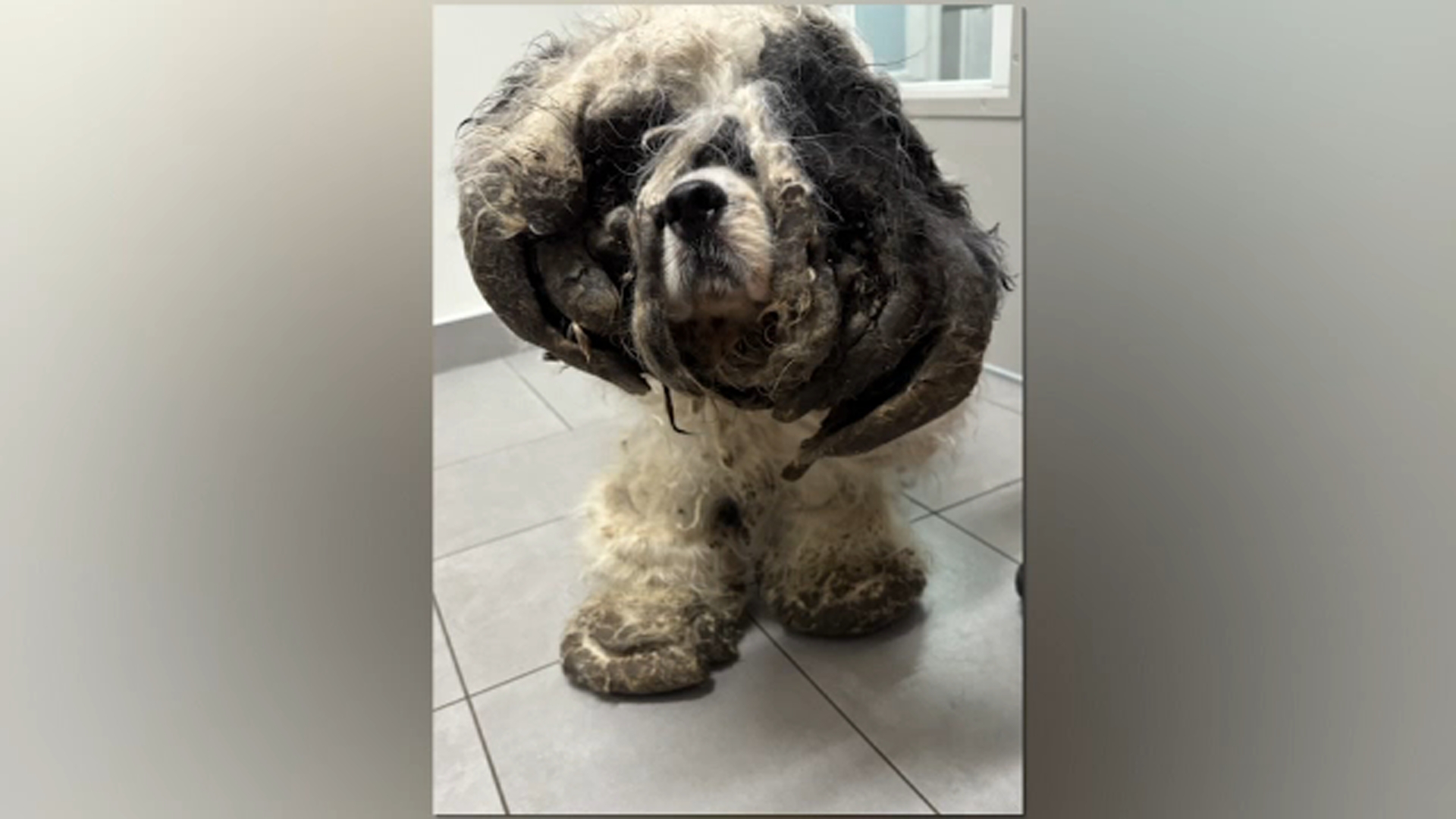 Mr. Pickles had to have 12 pounds of matted hair removed.