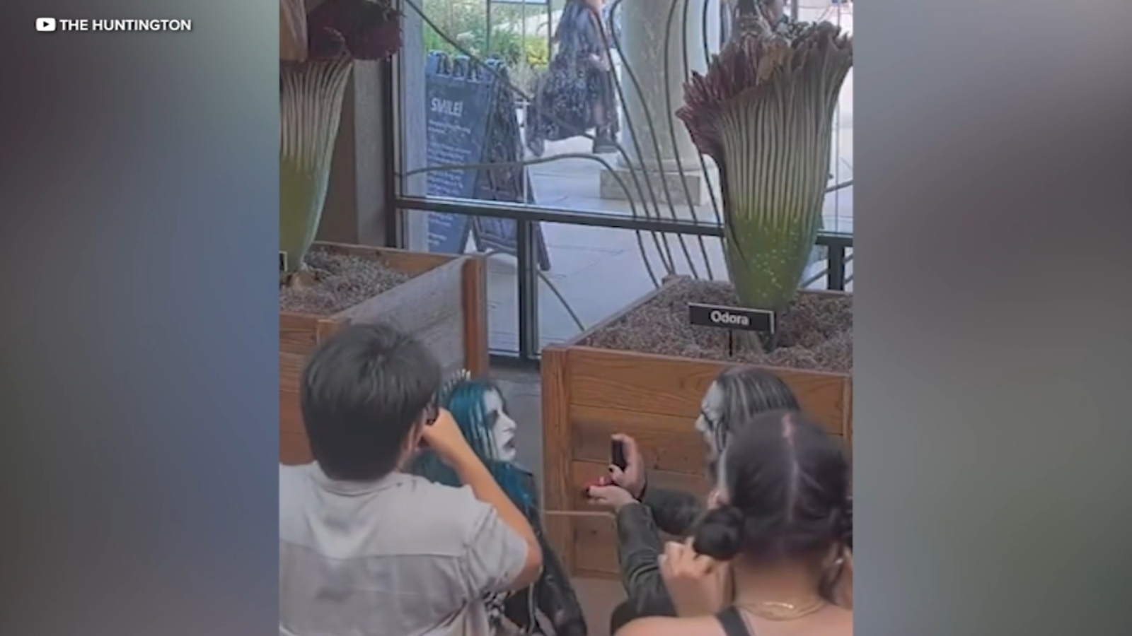 Love stinks: Couple gets engaged beside rare corpse flower bloom at Huntington Botanical Gardens