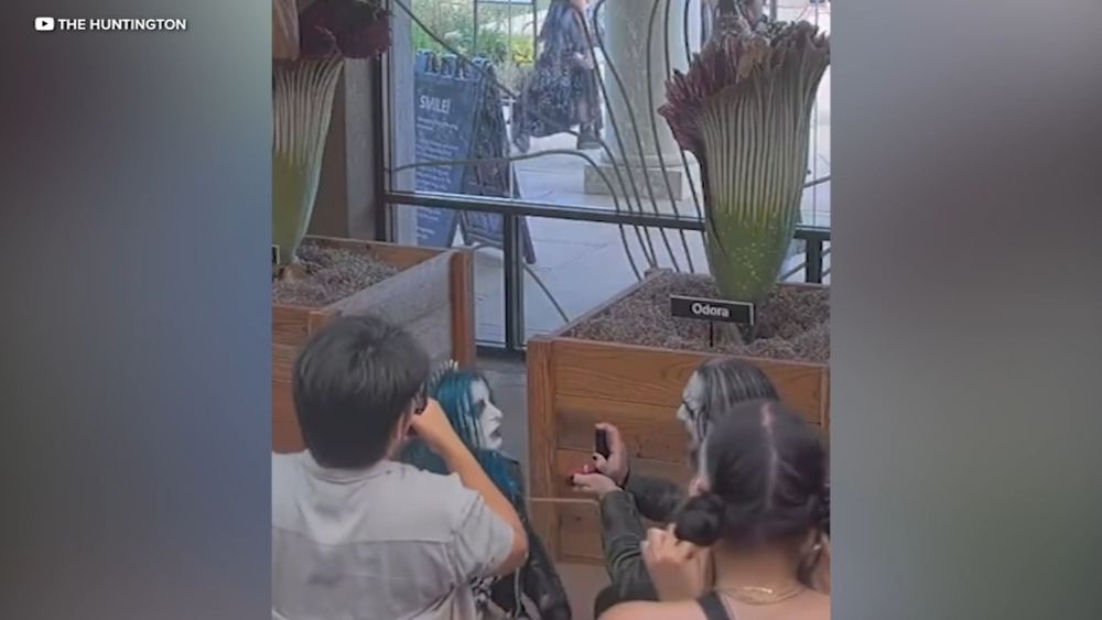 Love stinks: Couple gets engaged beside rare corpse flower bloom