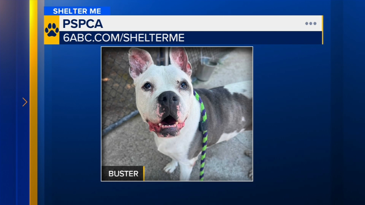 In this week's Shelter Me, we introduce you to Buster, a sweet senior boy who loves his people, snacks, and giving kisses