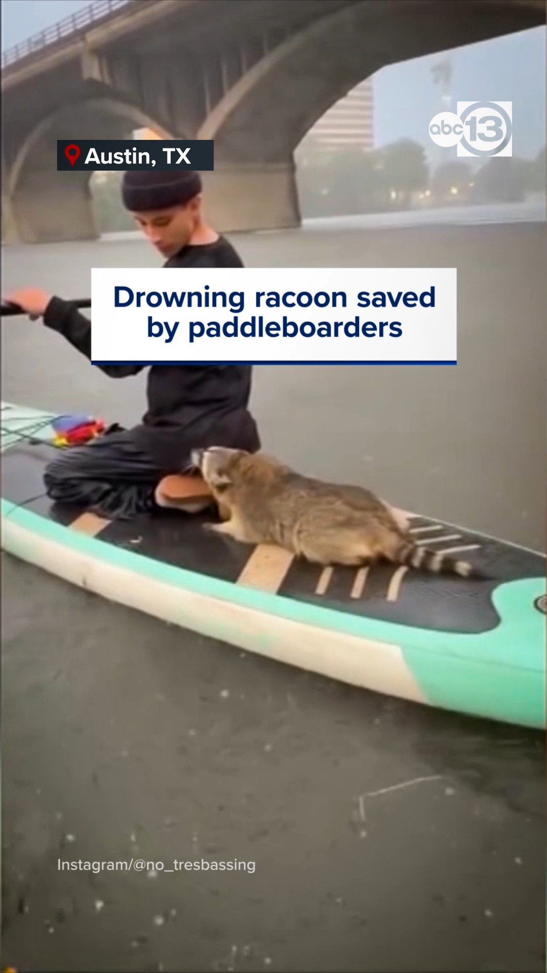 Drowning raccoon saved by paddleboarders