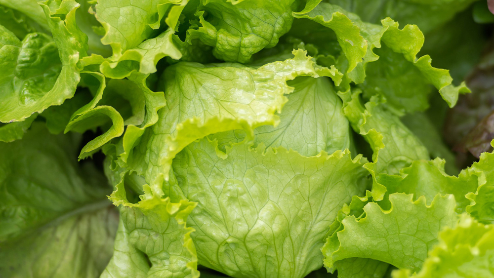 What you should know about the Cyclospora outbreak