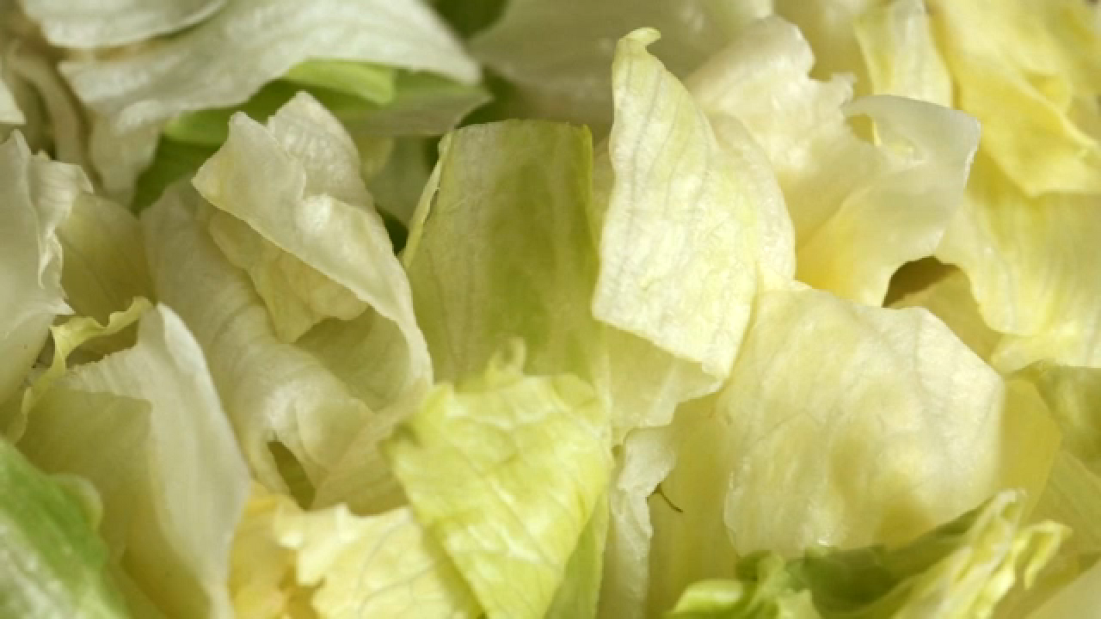 Iceberg lettuce recalled in 27 states due to potential cyclospora contamination Iceberg lettuce recalled in 27 states due to potential cyclospora contamination