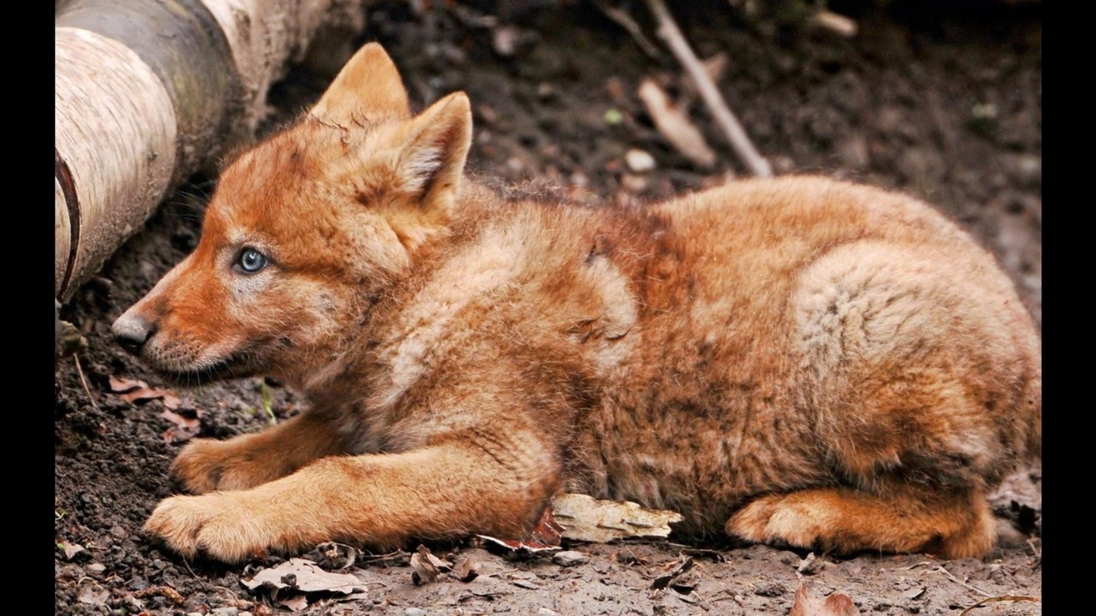 Endangered Red Wolves rebound in NC with four new litters
