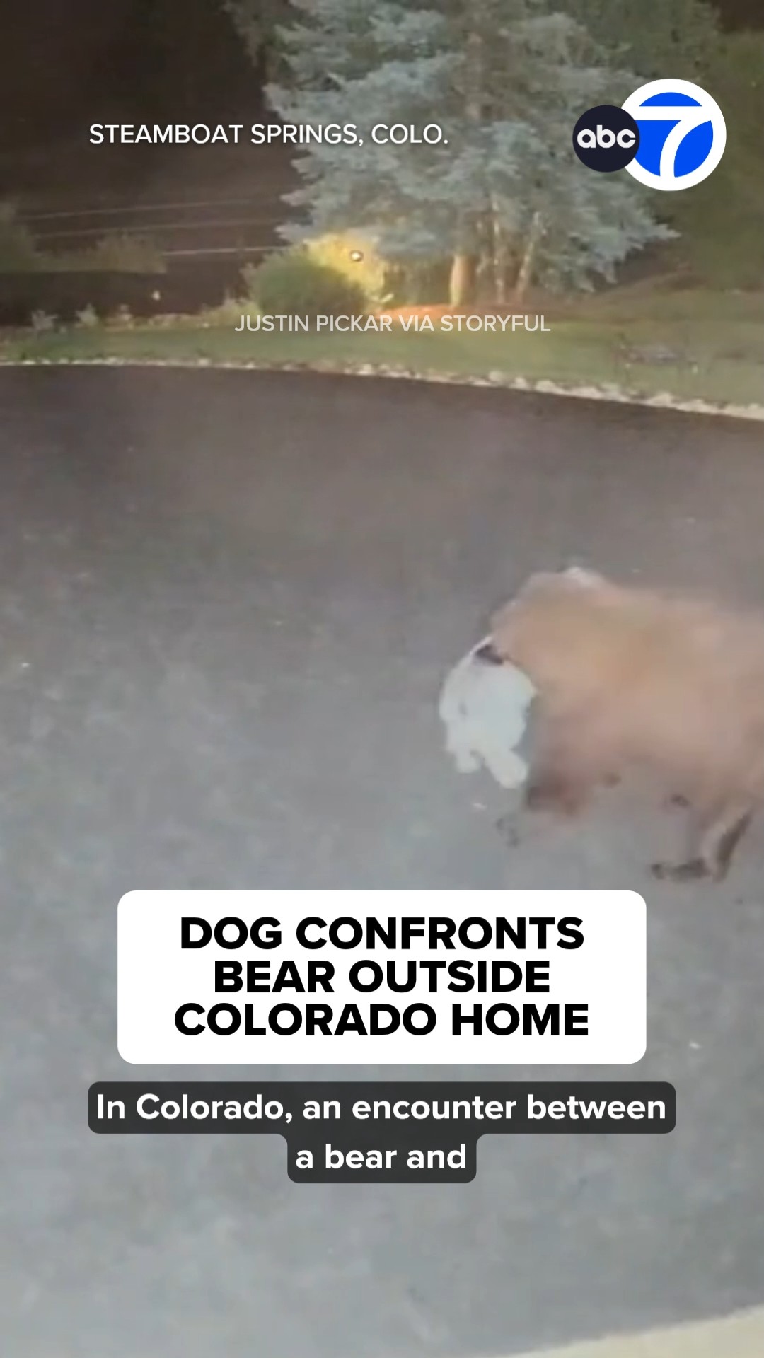 Dog confronts bear outside Colorado home