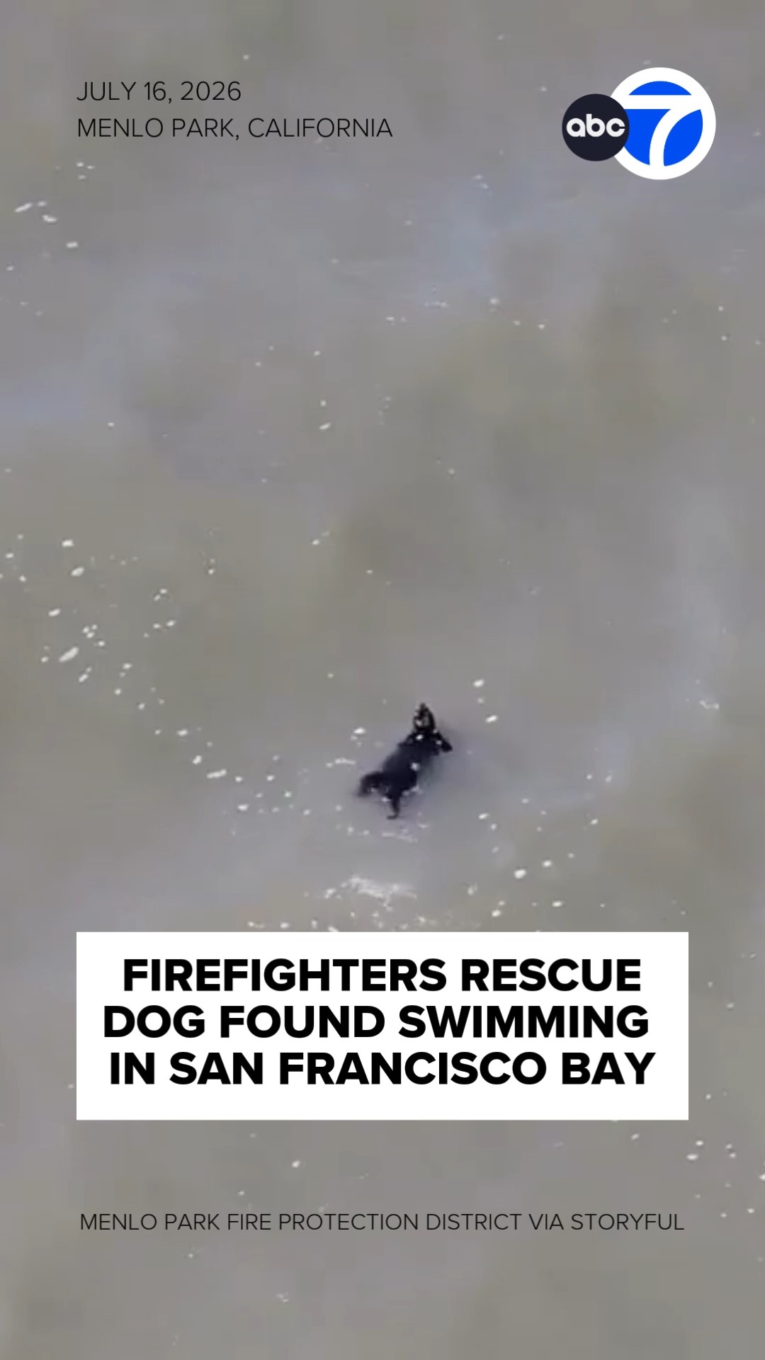 Firefighters rescue dog found swimming in San Francisco Bay