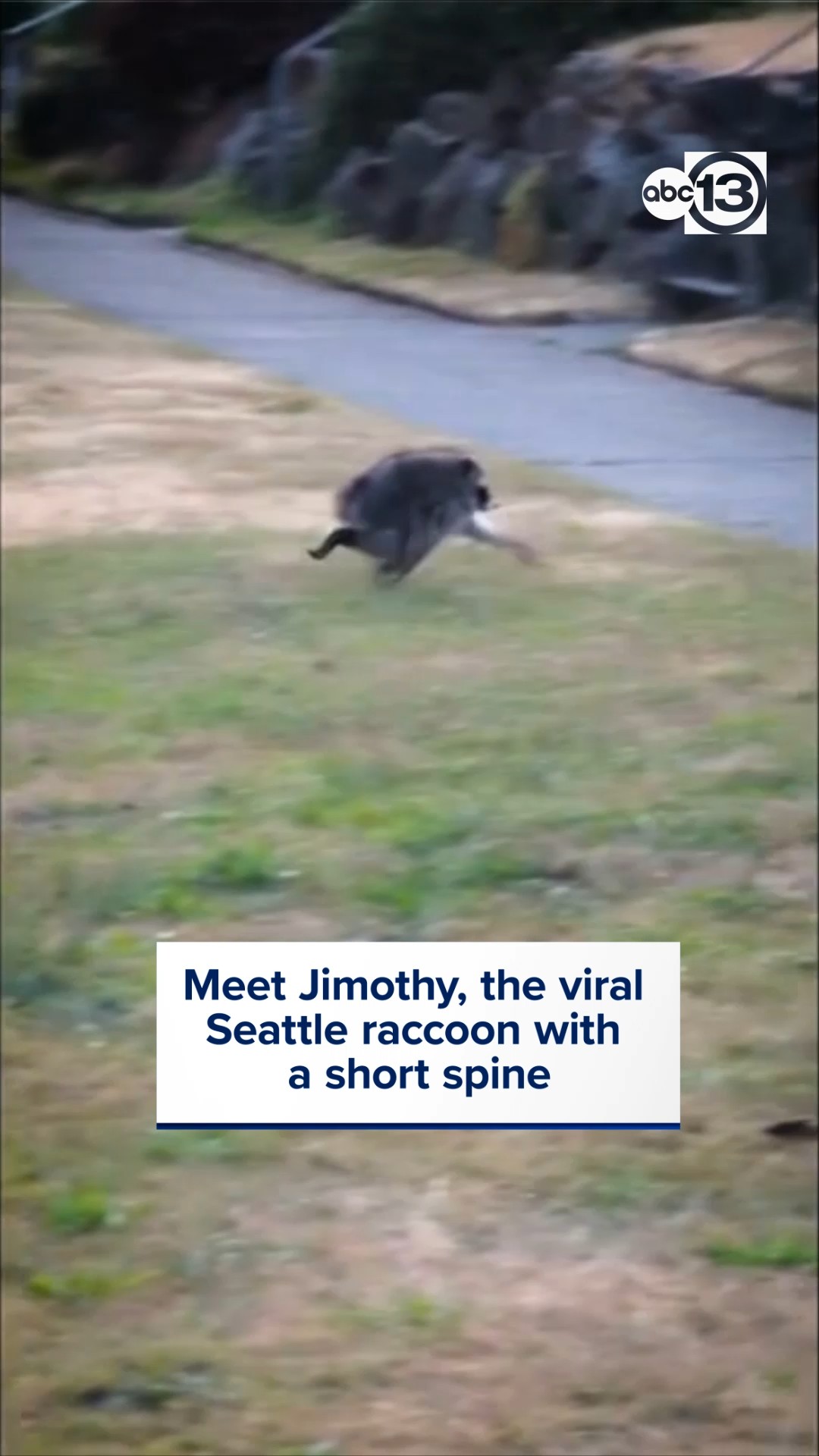 Meet Jimothy, the viral Seattle raccoon with a short spine