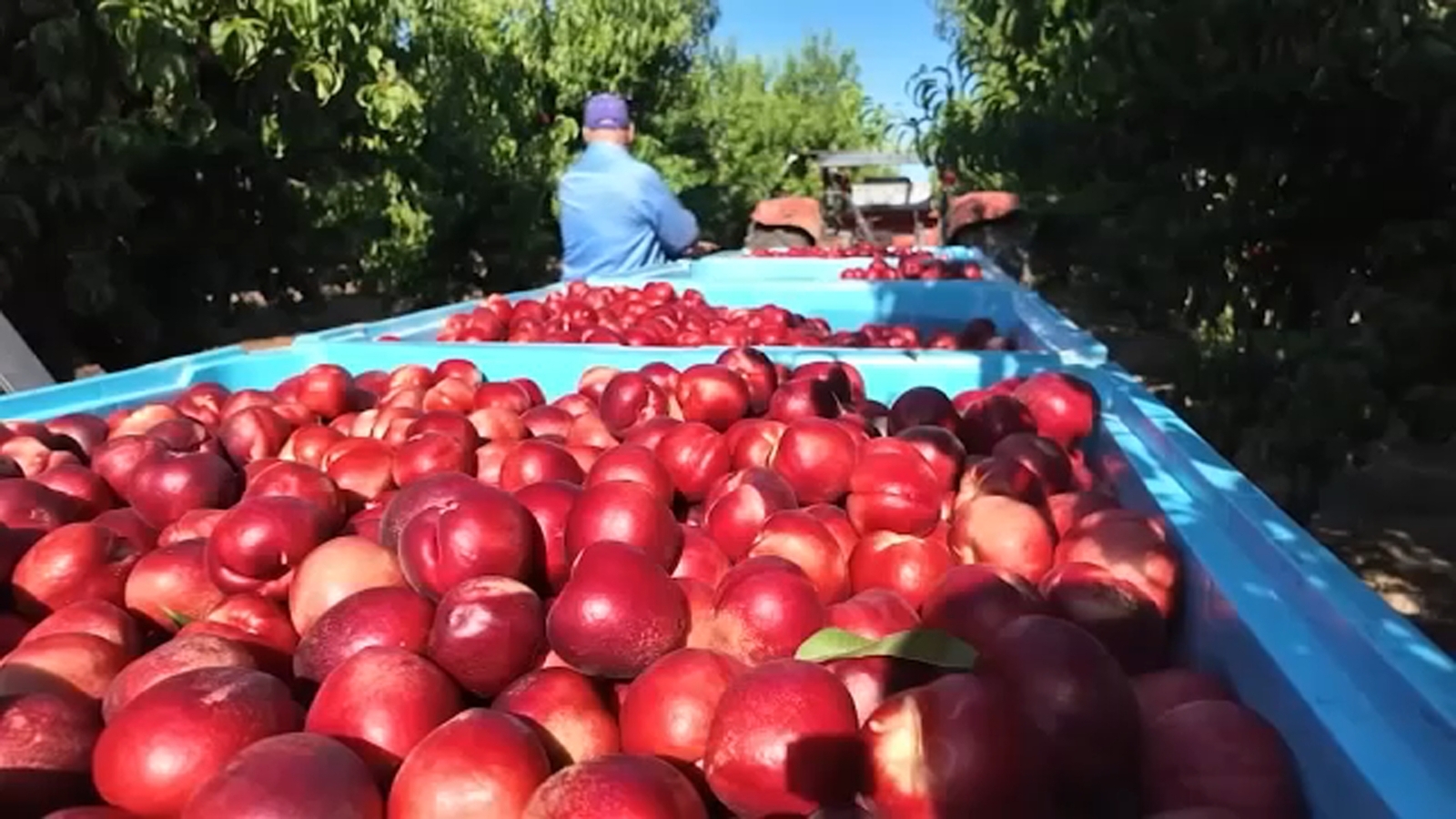 Reedly farmer who gave out thousands of nectarines headed to court for lawsuit