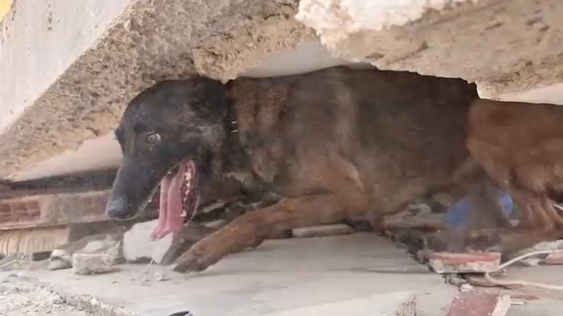 K-9 Joey squeezed through tight spaces amid the rubble to try to find survivors.