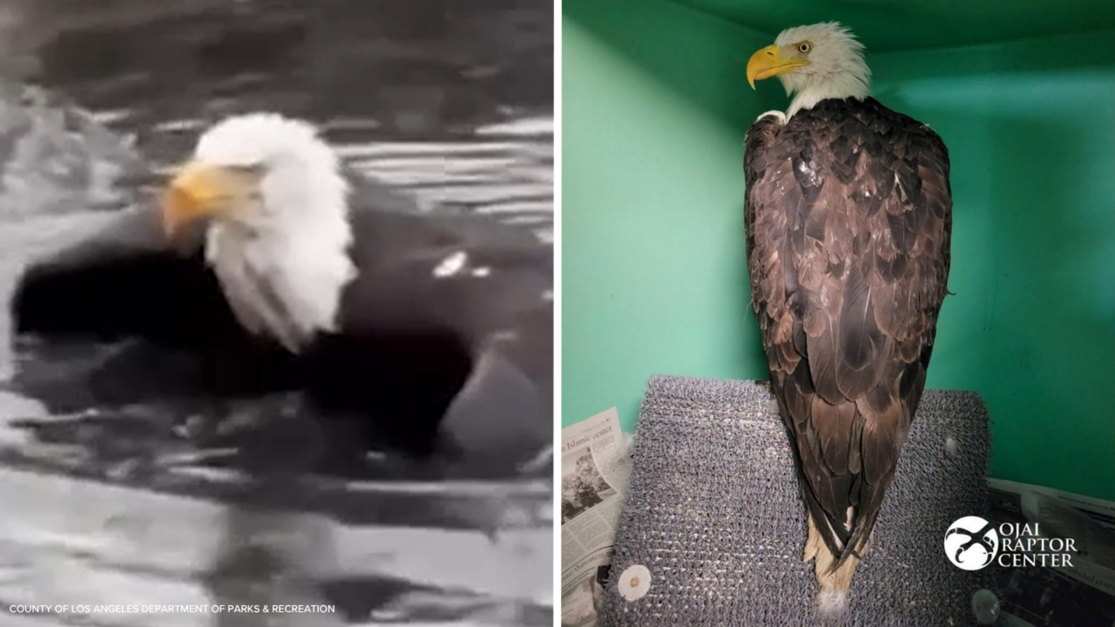 Bald eagle Jackie ‘underweight but alert’ after rescue near Big Bear nest, Friends of Big Bear Valley says Bald eagle Jackie ‘underweight but alert’ after rescue near Big Bear nest, Friends of Big Bear Valley says
