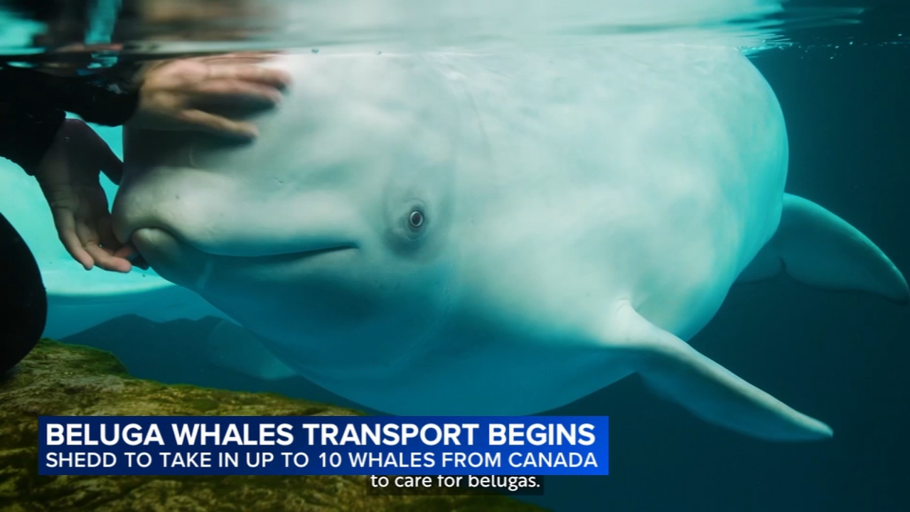 Rescued beluga whales safely arrive to Chicago's Shedd Aquarium