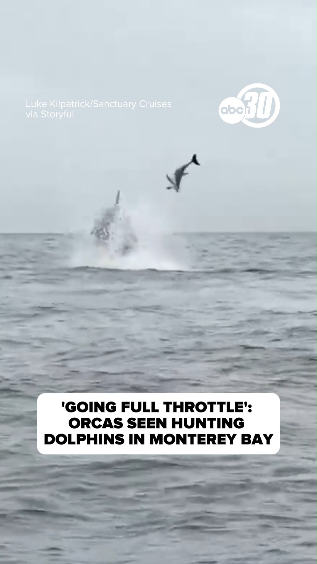 Orcas seen hunting dolphins in Monterey Bay