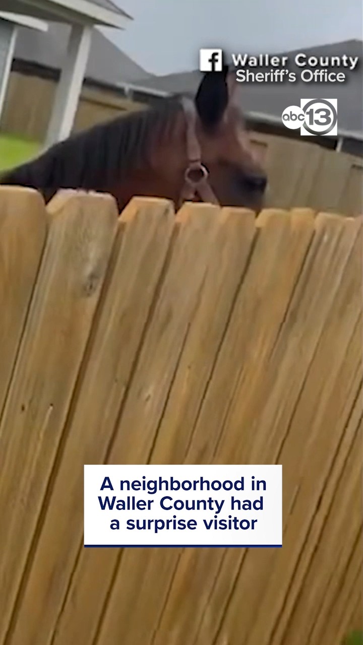 A neighborhood in Waller County had a surprise visitor.