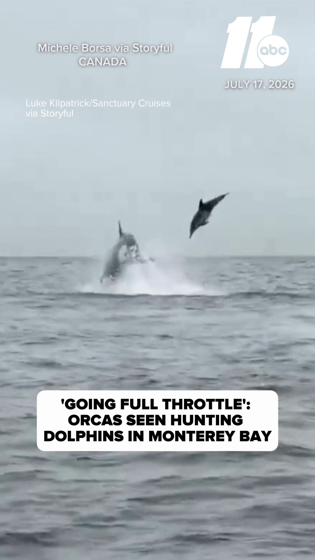 Orcas seen hunting dolphins near a cruise ship