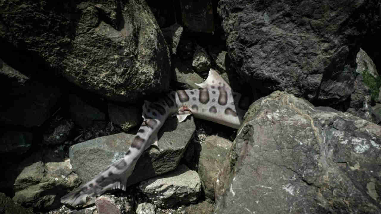 Leopard Sharks dying in record numbers in SF Bay