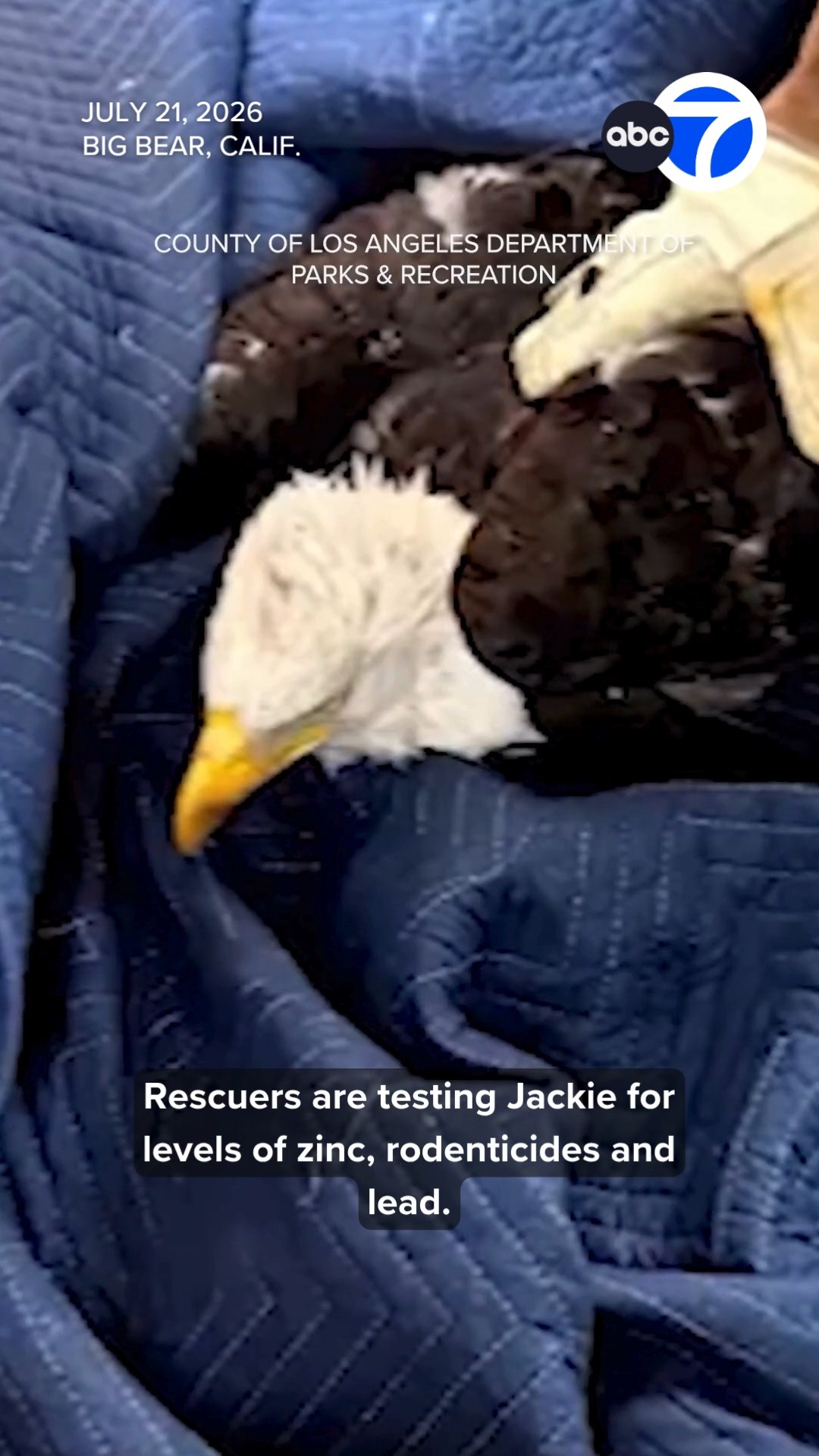 Jackie 'underweight but alert' after rescue near Big Bear nest