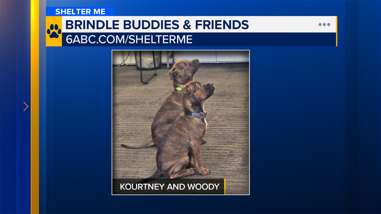 Shelter Me: Twice the cuteness with Kourtney and Woody from Brindle Buddies & Friends