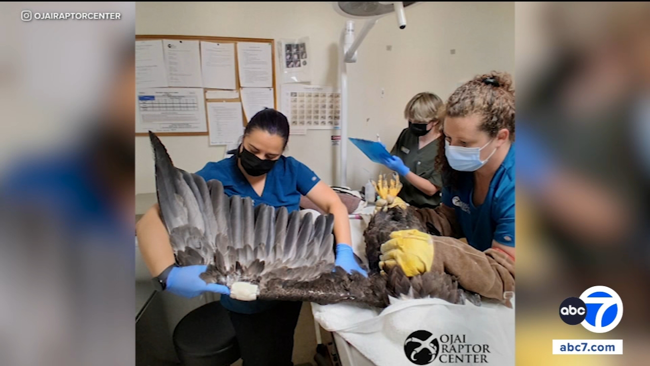 Big Bear bald eagle Jackie's condition remains critical amid ongoing treatment