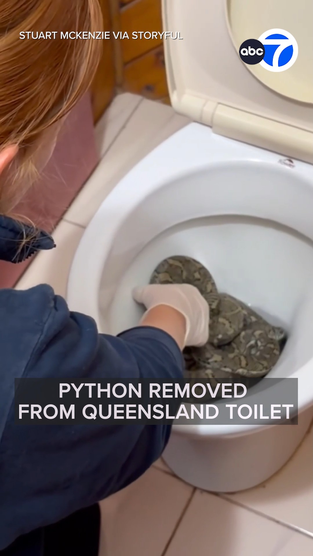 Python Removed From Queensland Toilet
